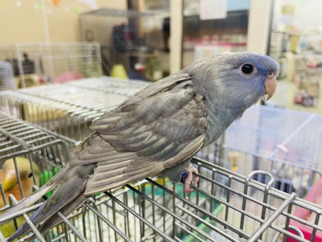 サザナミインコ