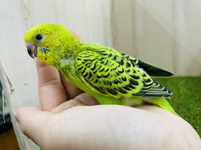 セキセイインコ