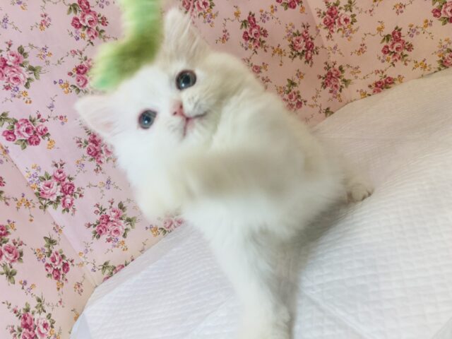 フォールデックス