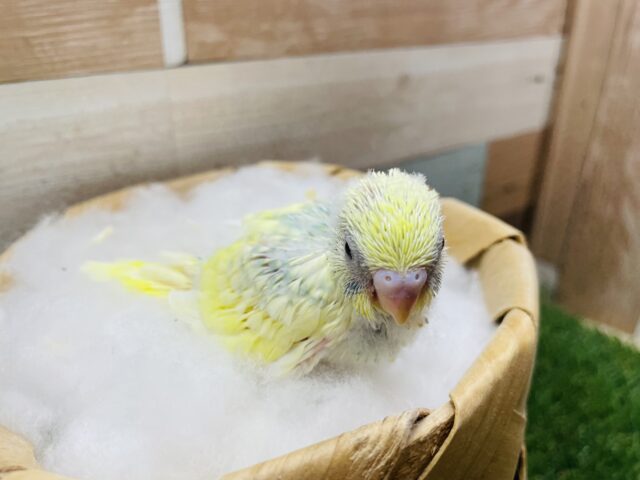セキセイインコ