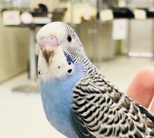 セキセイインコ