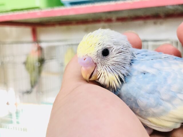 セキセイインコ