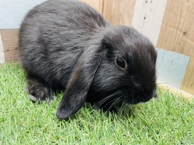 ロップイヤーラビット