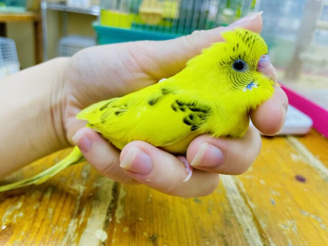 セキセイインコ