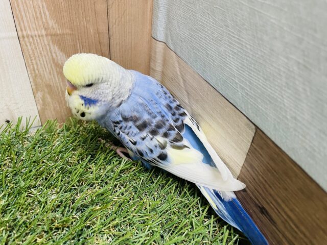 ジャンボセキセイインコ