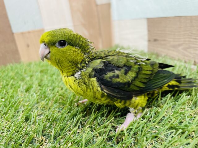 サザナミインコ