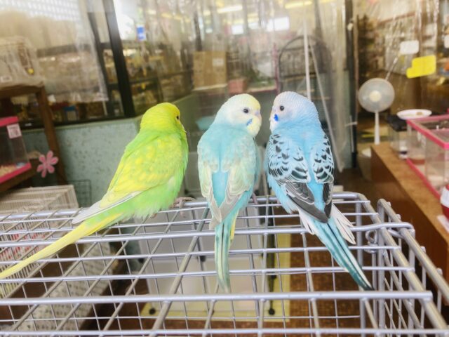 セキセイインコ