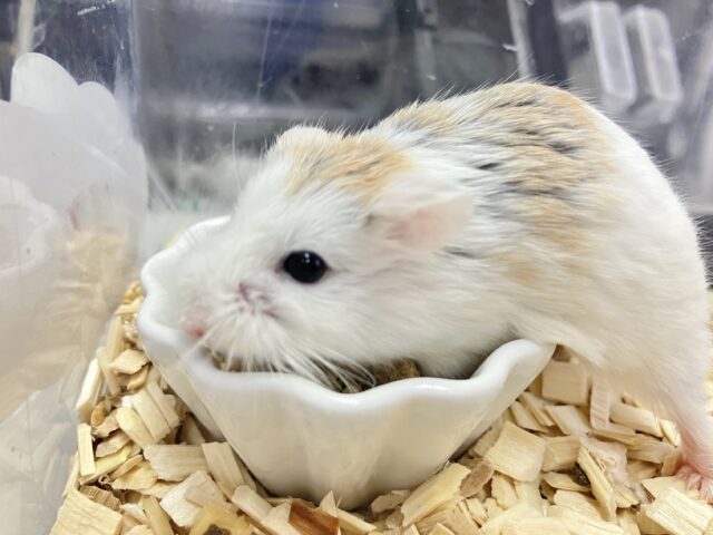 ロボロフスキーハムスター