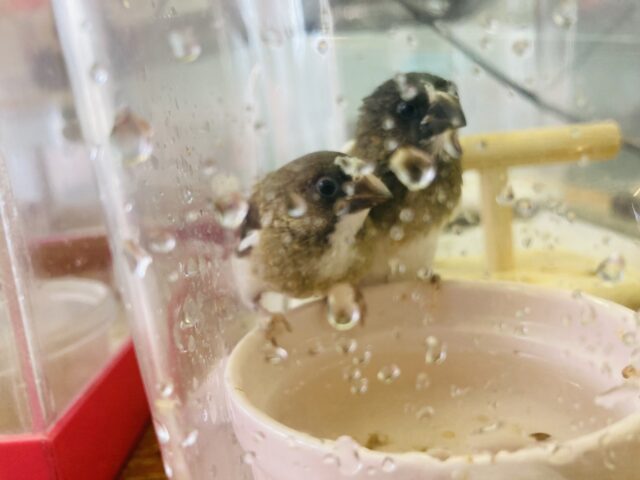 十姉妹（ジュウシマツ）