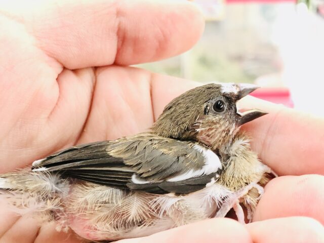 十姉妹（ジュウシマツ）