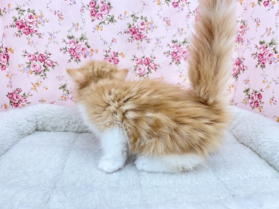 フォールデックス