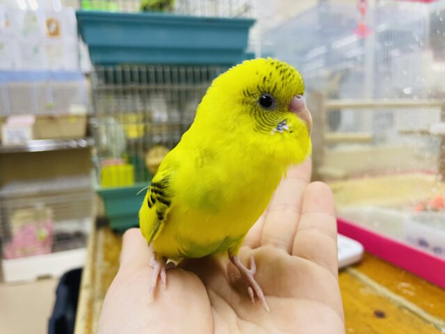 セキセイインコ