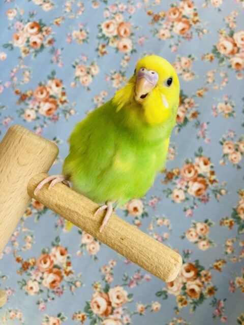 セキセイインコ