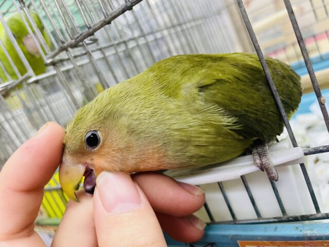 コザクラインコ（小桜インコ）