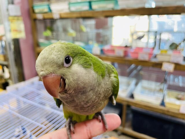 オキナインコ