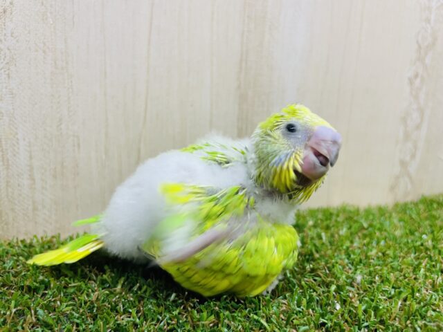 セキセイインコ