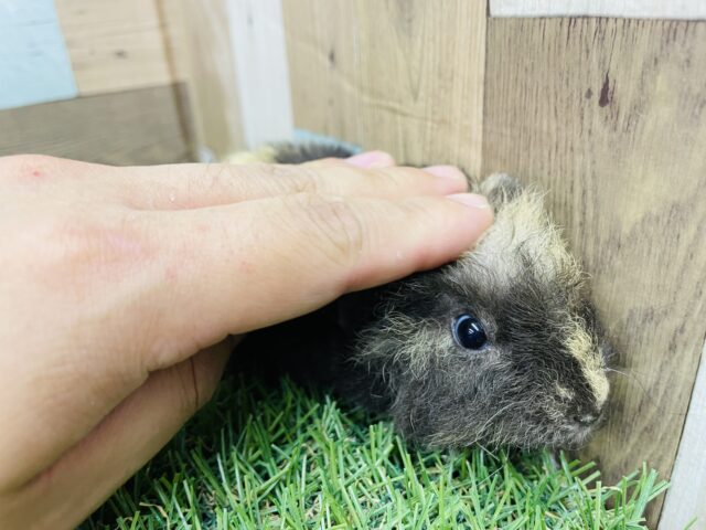 テッセルモルモット