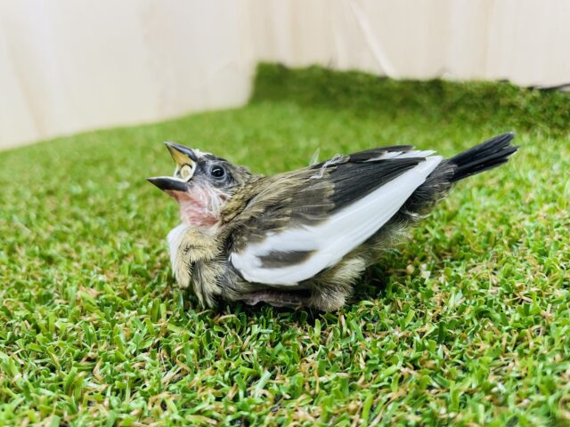 十姉妹（ジュウシマツ）