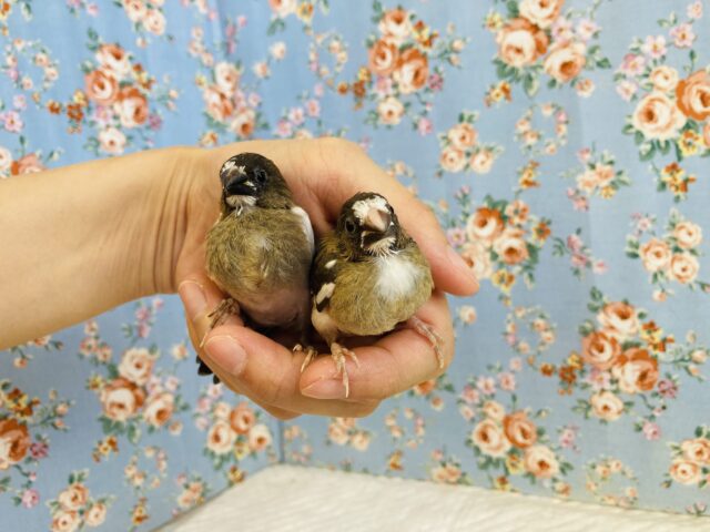 十姉妹（ジュウシマツ）