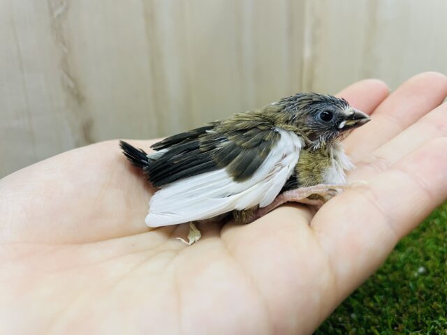 十姉妹（ジュウシマツ）