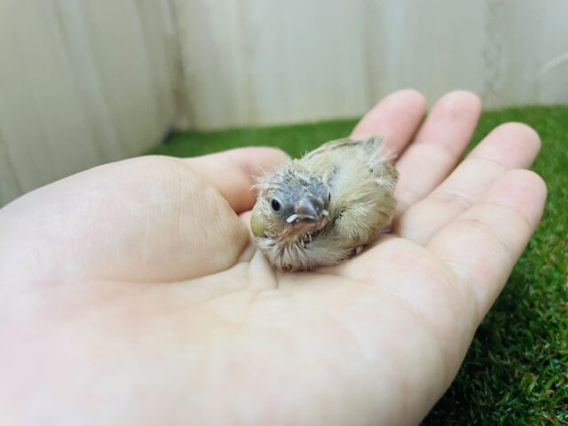 錦花鳥（キンカチョウ）