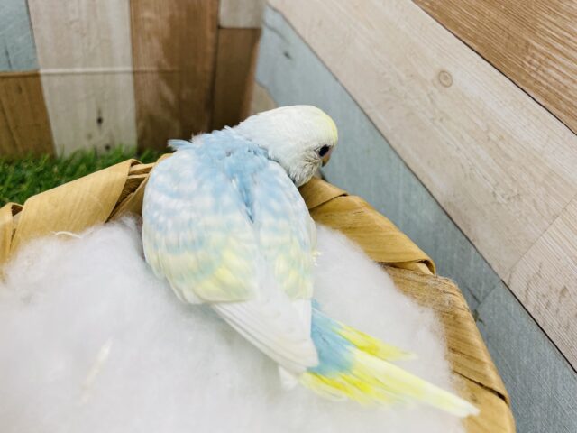 セキセイインコ