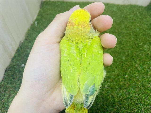 コザクラインコ（小桜インコ）