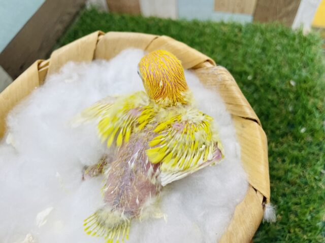 ヤマブキボタンインコ