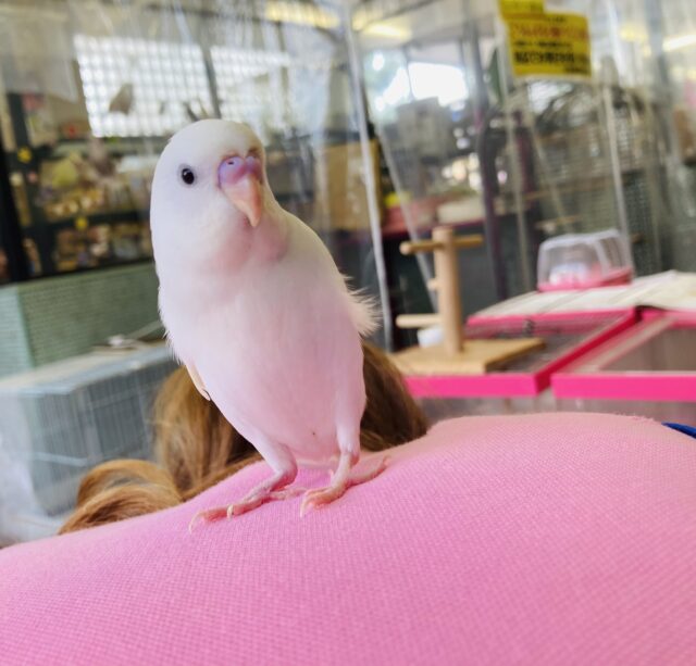 セキセイインコ