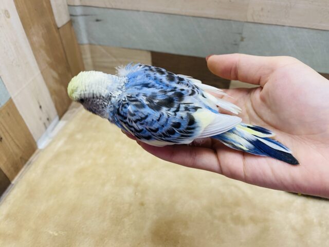ジャンボセキセイインコ