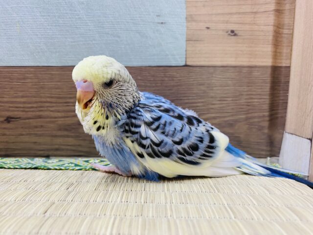 ジャンボセキセイインコ
