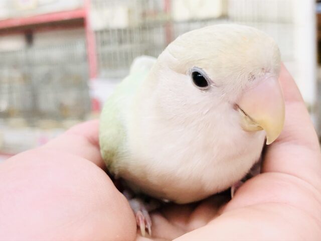 コザクラインコ（小桜インコ）