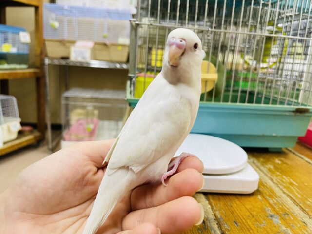セキセイインコ