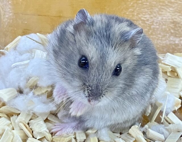 ジャンガリアン