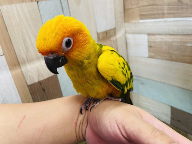 コガネメキシコインコ