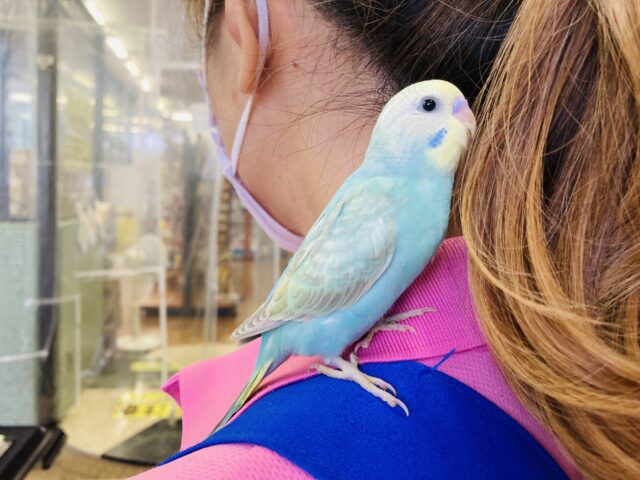 セキセイインコ