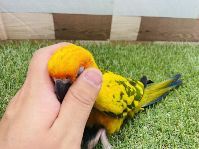 コガネメキシコインコ