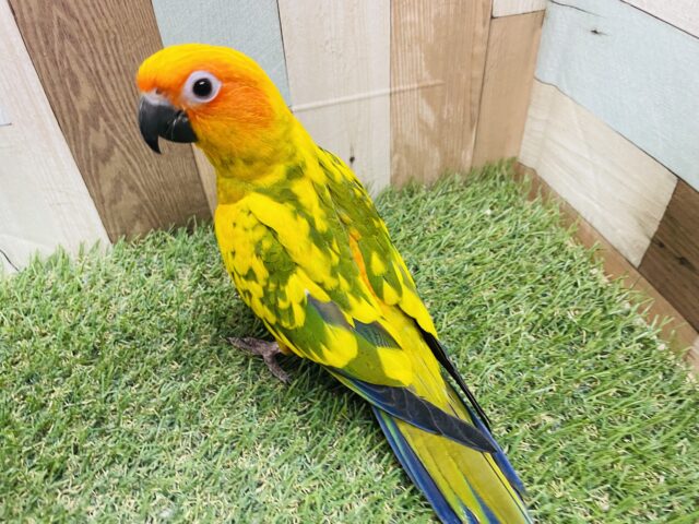 コガネメキシコインコ