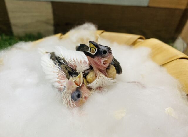 十姉妹（ジュウシマツ）