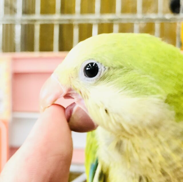 オキナインコ