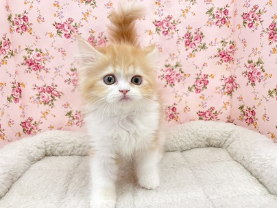 フォールデックス