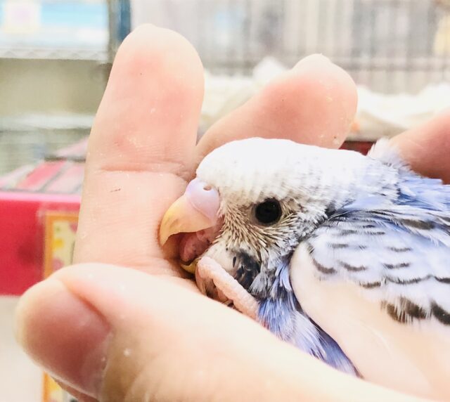 セキセイインコ