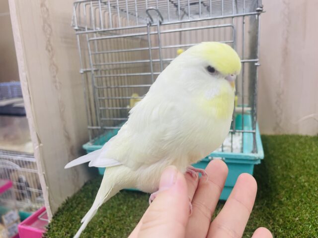 ジャンボセキセイインコ