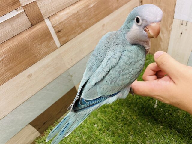 オキナインコ