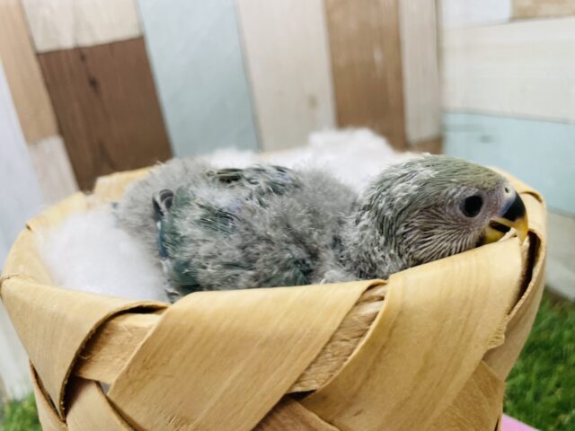 コザクラインコ（小桜インコ）