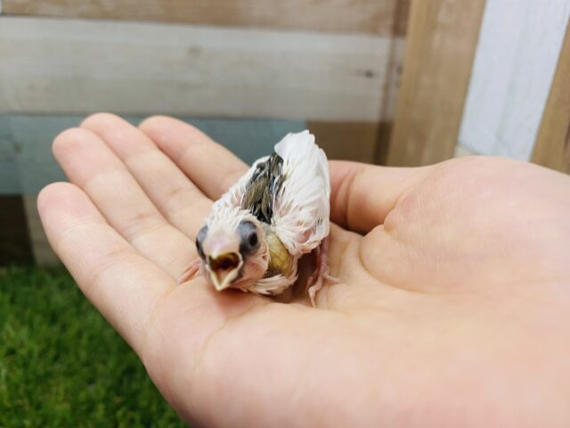 十姉妹（ジュウシマツ）