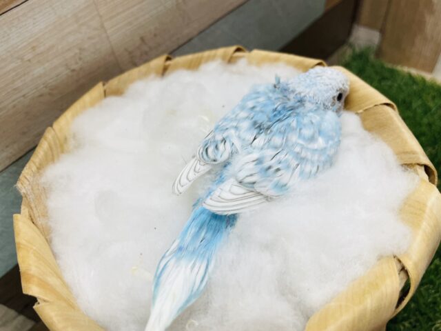 セキセイインコ