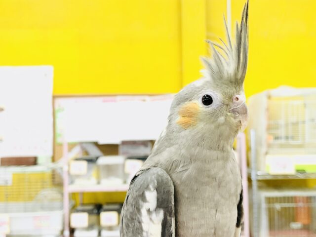 オカメインコ