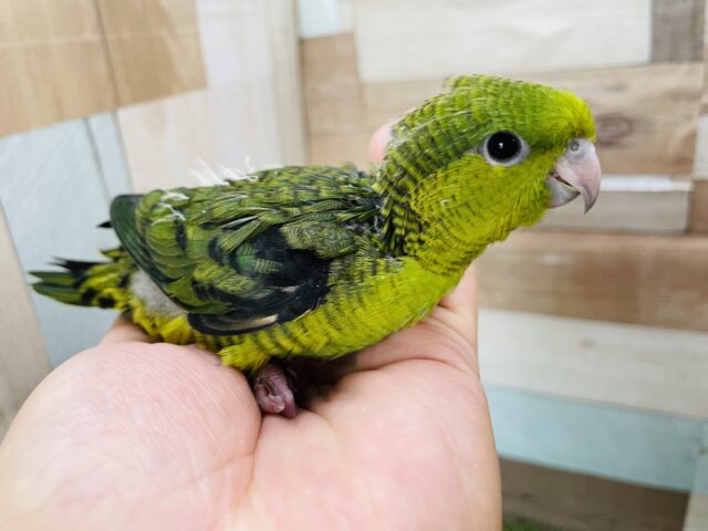 サザナミインコ