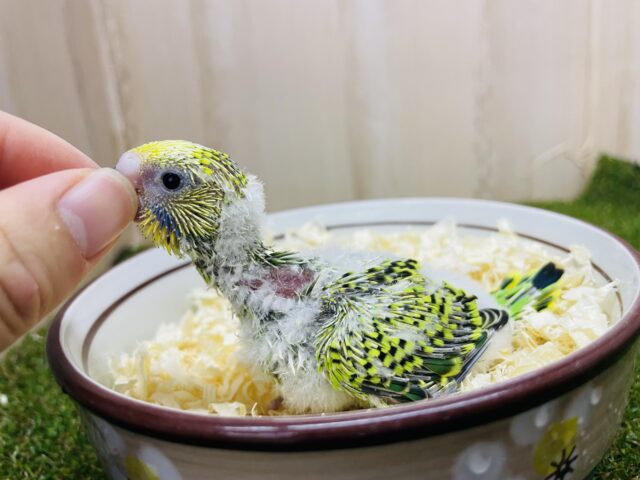セキセイインコ